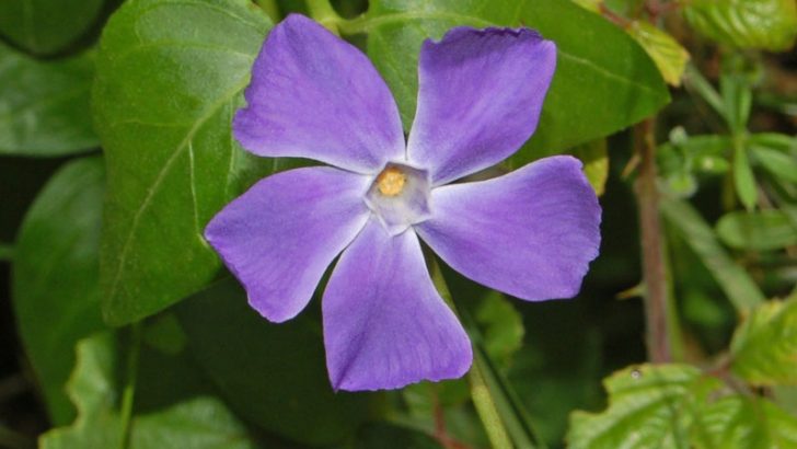 Plantas, evolucionar o morir