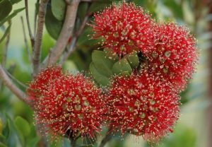 Metrosideros Robusta