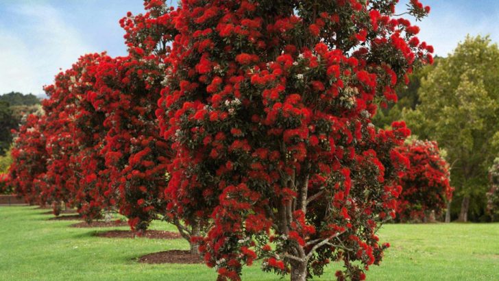 Metrosideros Robusta, árbol R?t?.