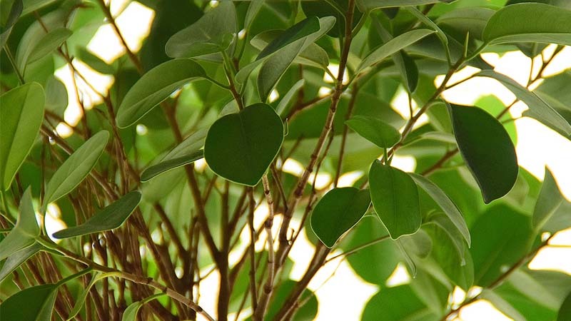 ficus
