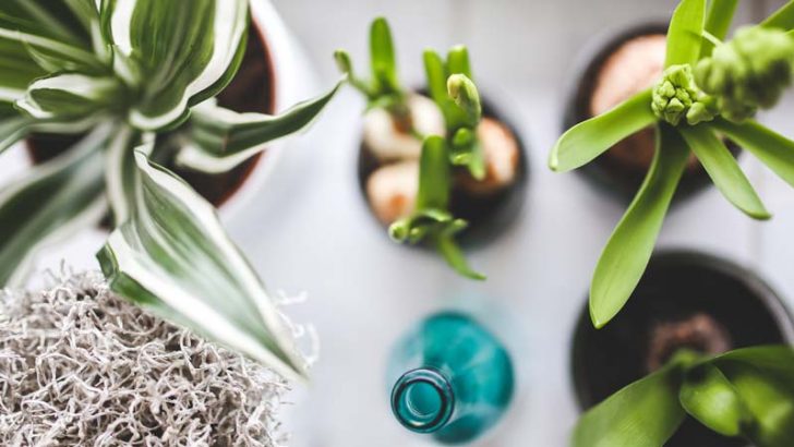 La luz artificial y el crecimiento de las plantas