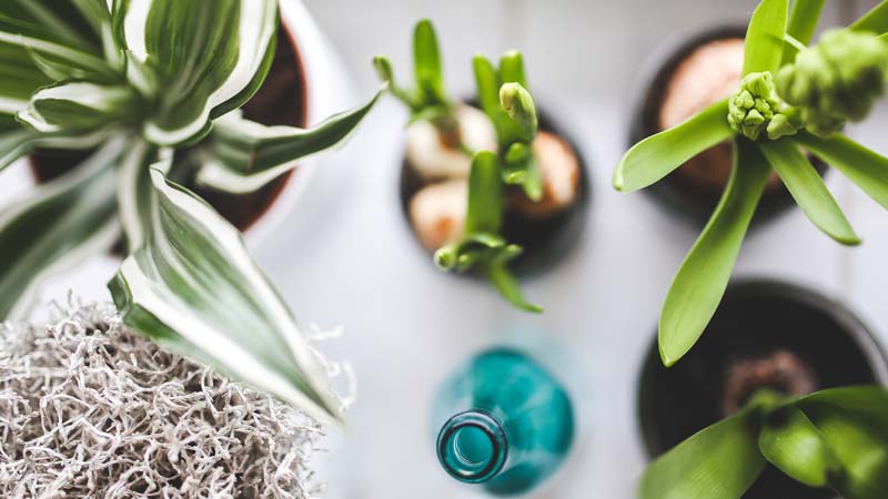 plantas