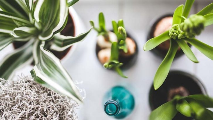 El Feng Shui y las plantas