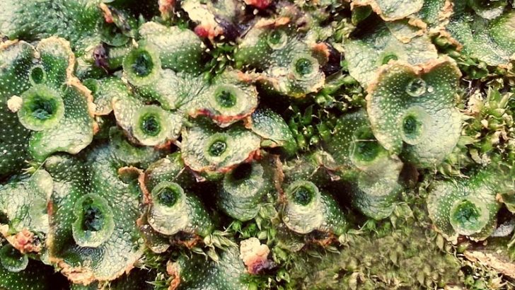 La hormona clave para la supervivencia de las plantas