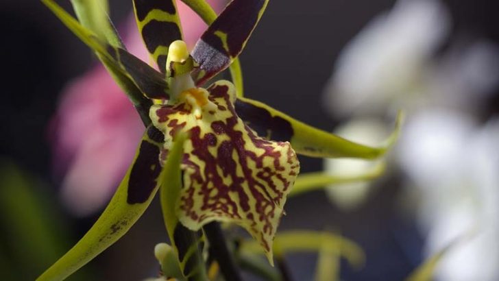 La orquídea araña podría estar en peligro