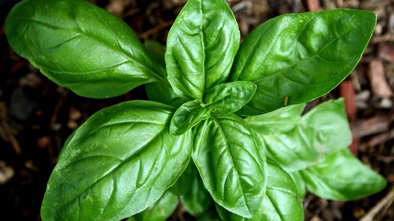 planta
