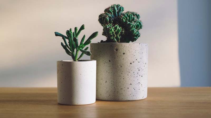 plantas