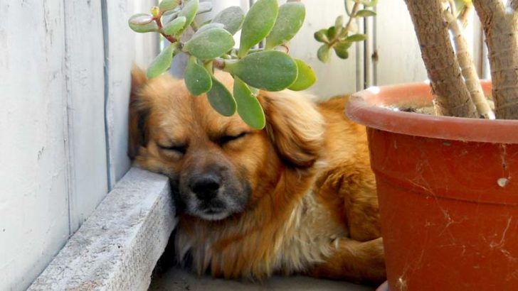 Plantas peligrosas para los perros