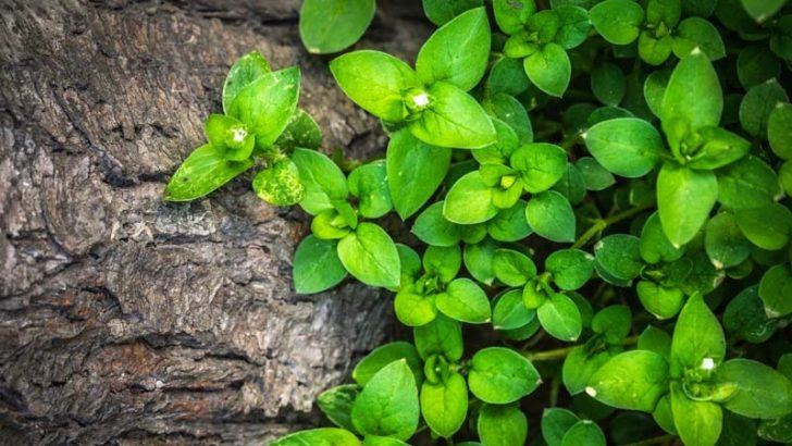 La vida social de las plantas