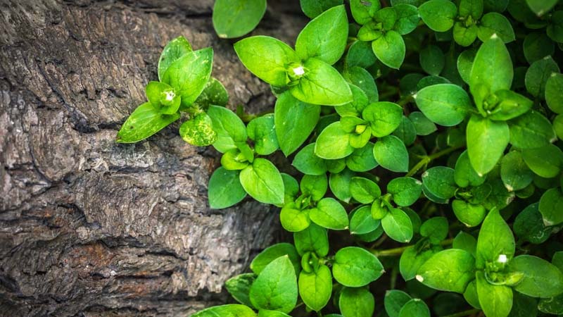 plantas