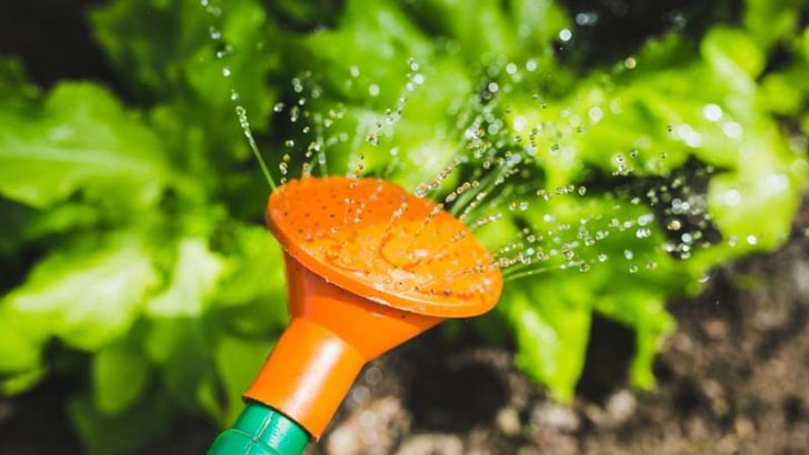Tips de riego del jardín en verano