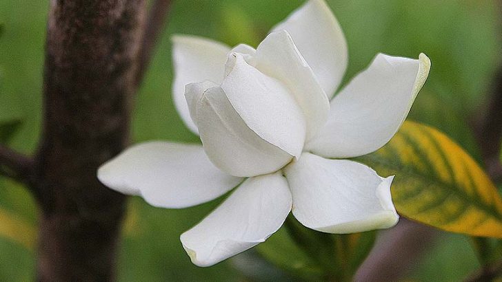 3 arbustos aromáticos para el jardín