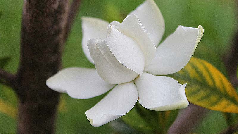 gardenia