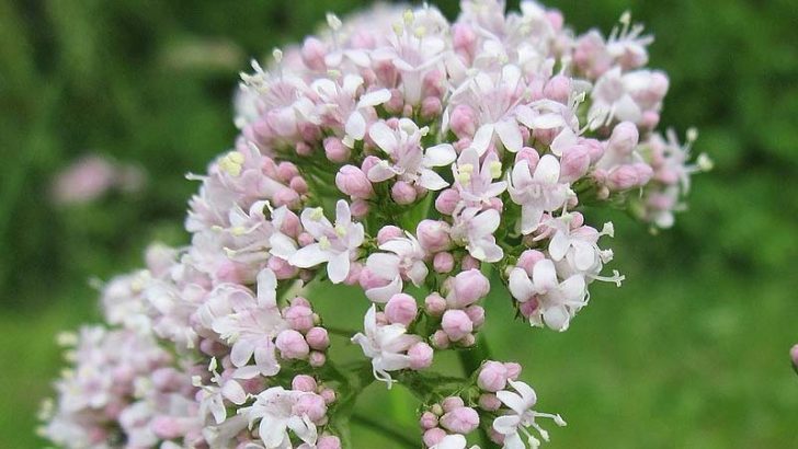 Plantas que te subirán el ánimo