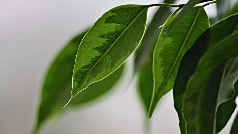 ficus