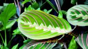Plantas de interior: la maranta