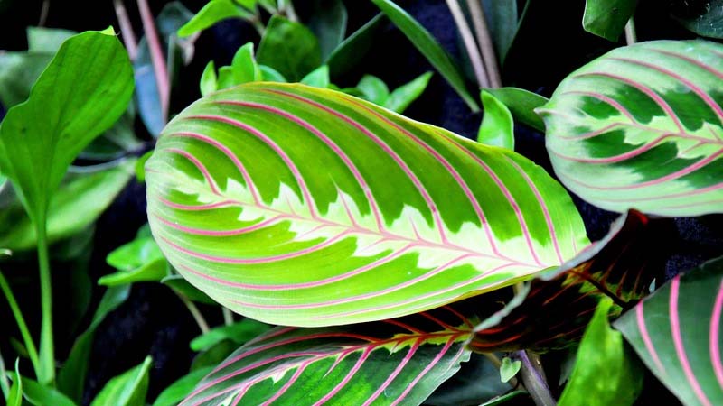 Maranta