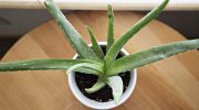 Aloe vera, para cualquier rincón de tu casa