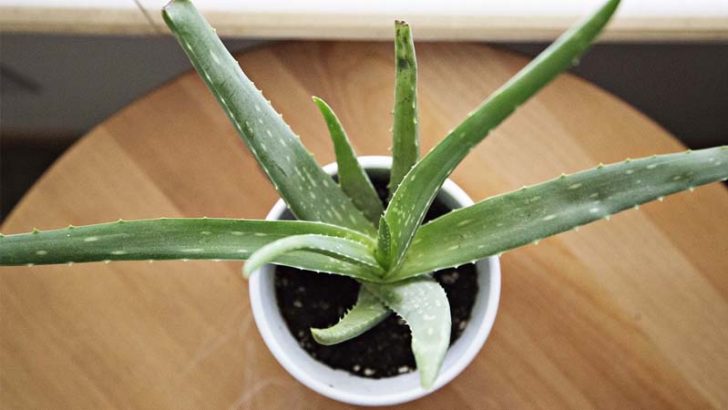 Aloe vera, para cualquier rincón de tu casa
