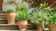 Las plantas y la luz natural