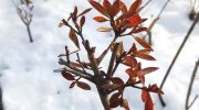 Consejos para proteger las plantas de las heladas