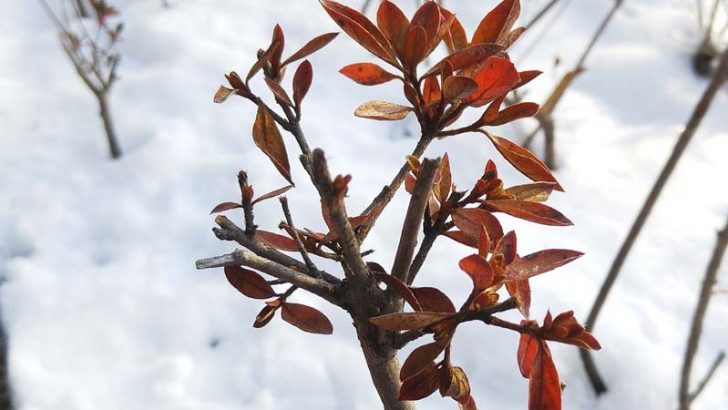 Consejos para proteger las plantas de las heladas