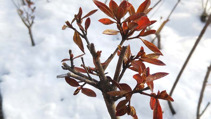 plantas invierno