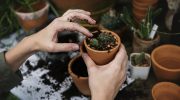 Tus plantas siempre bonitas
