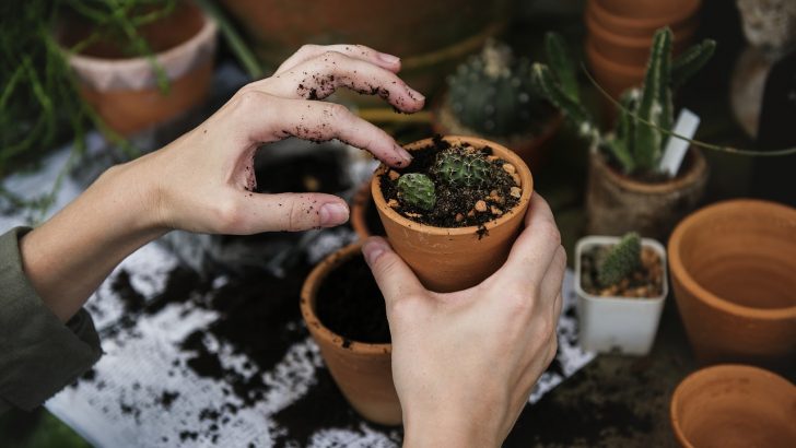 Tus plantas siempre bonitas