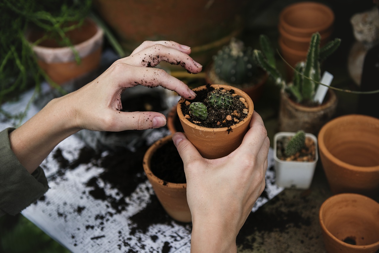 plantas