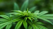 Usos medicinales de la Marihuana con CBD Alto