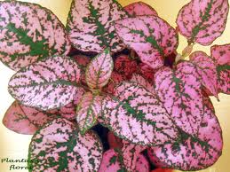 Hipoestes (Hypoestes sanguinolenta)