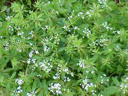 Asperrilla, Borraginaceas (Género Asperujo)