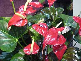 Anthurium