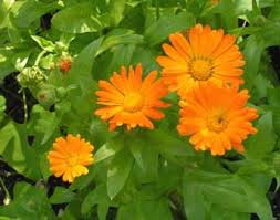 Calendula officinalis