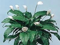 Espatifilo o Cuna de Moisés (Spathiphyllum wallissi)