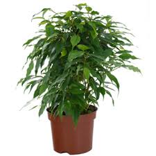 Ficus benjamina