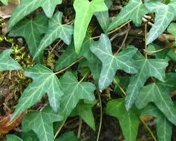 Hedera