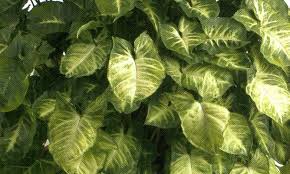 Singonio (Syngonium podophyllum)