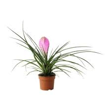 Tillandsia cyanea
