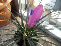 La tilansia (Tillandsia): «Clavel del aire»