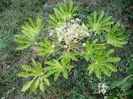 Aralia de Japón: (Fatsia japónica)