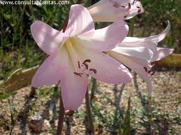Azucena rosa ó Belladonna («Amaryllis belladonna»)