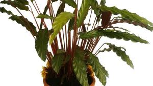Calatea («Calathea crocata»)