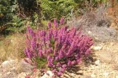 El Brezo ó Brecina («Calluna vulgaris»)