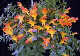 Columnea («Columnea gloriosa»)