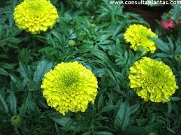 Clavel de moro («Tagetes patula»)
