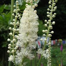 Black Cohosh (Cimifuga racemosa)