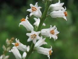 Aletris Farinosa