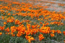 California Poppy, (Eschscholzia californica)